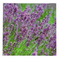 Product Πίνακας Με Εκτύπωση Σε Καμβά 40x40cm "Λεβάντα" base image