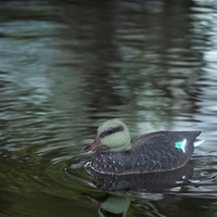 Product Garden Ornament "Duck" Martom TG71079 base image