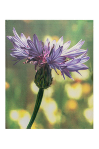 Product Πίνακας Με Εκτύπωση Σε Καμβά 40x50cm "Μοβ Λουλούδι" base image