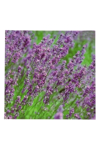 Product Πίνακας Με Εκτύπωση Σε Καμβά 40x40cm "Λεβάντα" base image
