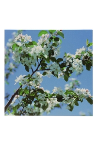 Product Πίνακας Με Εκτύπωση Σε Καμβά 40x40cm "Λευκά Λουλούδια" base image