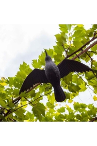 Product Flying Crow Bird Scarer TG60298 base image